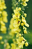 VERBASCUM MONSTER