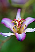 TRICYRTIS MACROPODA, TOAD LILY