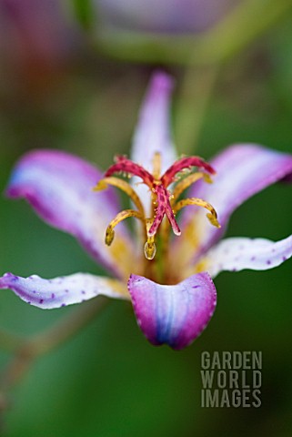 TRICYRTIS_MACROPODA_TOAD_LILY