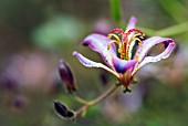 TRICYRTIS MACROPODA, TOAD LILY