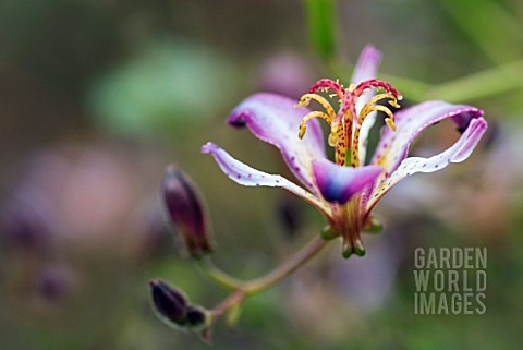 TRICYRTIS_MACROPODA_TOAD_LILY