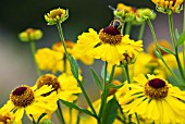 HELENIUM BRESSINGHAM GOLD