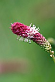 SANGUISORBA TENUIFOLIA PINK ELEPHANT