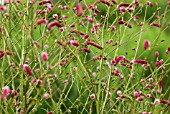 SANGUISORBA TENUIFOLIA PINK ELEPHANT