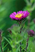 ASTER NOVAE-ANGLIAE LOU WILLIAMS