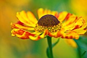 HELENIUM FEUERSIEGEL