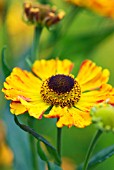 HELENIUM FEUERSIEGEL