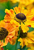 HELENIUM MOTH