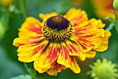 HELENIUM KOKARDE