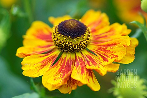 HELENIUM_KOKARDE