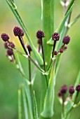 ERYNGIUM PANDANIFOLIUM PHYSIC PURPLE