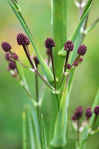 ERYNGIUM_PANDANIFOLIUM_PHYSIC_PURPLE