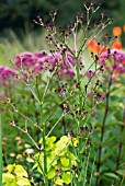 ERYNGIUM PANDANIFOLIUM PHYSIC PURPLE