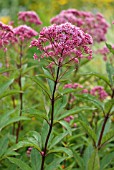 EUPATORIUM MACULATUM ATROPURPUREUM