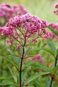 EUPATORIUM MACULATUM ATROPURPUREUM