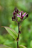 TRICYRTIS FORMOSANA DARK BEAUTY