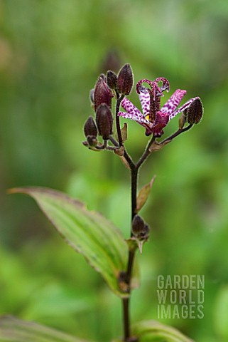 TRICYRTIS_FORMOSANA_DARK_BEAUTY