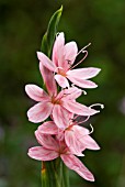 SCHIZOSTYLIS COCCINEA MOLLY GOULD