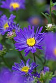 ASTER AMELLUS VEILCHENKONIGEN