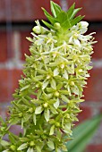 EUCOMIS POLE EVANSII