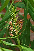 HEDYCHIUM COCCINEUM