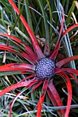 FASCICULARIA BICOLOR