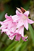 AMARYLLIS BELLADONNA