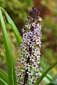 EUCOMIS COMOSA SPARKLING BURGUNDY