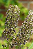 EUCOMIS SEED PODS