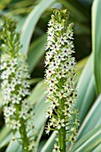 EUCOMIS COMOSA