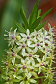 EUCOMIS COMOSA