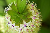 EUCOMIS COMOSA