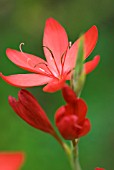 SCHIZOSTYLIS COCCINEA MAJOR