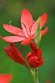 SCHIZOSTYLIS COCCINEA MAJOR