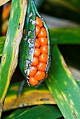 IRIS FOETIDISSIMA STINKING GLADWYN SEED POD