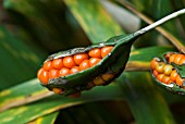 IRIS FOETIDISSIMA STINKING GLADWYN SEED POD