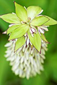 EUCOMIS BICOLOR