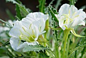 OENOTHERA CAESPITOSA, WHITE EVENING PRIMROSE