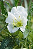 OENOTHERA CAESPITOSA, WHITE EVENING PRIMROSE