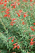 ZAUSCHNERIA CALIFORNICA WESTERN HILLS CALIFORNIAN