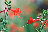 ZAUSCHNERIA CALIFORNICA WESTERN HILLS CALIFORNIAN