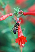 ZAUSCHNERIA CALIFORNICA WESTERN HILLS CALIFORNIAN FUCHSIA WITH HONEY BEE