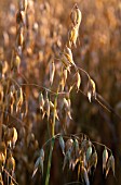 AVENA SATIVA (OATS) CLOSE UP