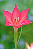 GLADIOLUS CARMINEUS CLIFF LILY