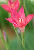 GLADIOLUS CARMINEUS CLIFF LILY