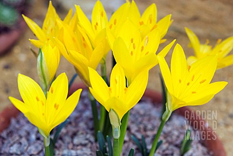 STERNBERGIA_LUTEA_WINTER_OR_AUTUMN_DAFFODIL_GROWING_IN_AN_ALPINE_HOUSE