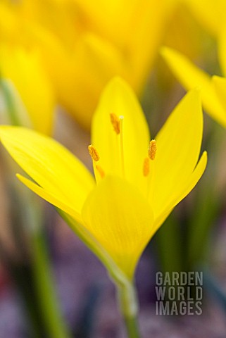 STERNBERGIA_LUTEA_WINTER_OR_AUTUMN_DAFFODIL_GROWING_IN_AN_ALPINE_HOUSE