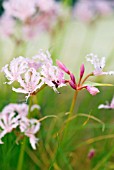 NERINE FILIFOLIA