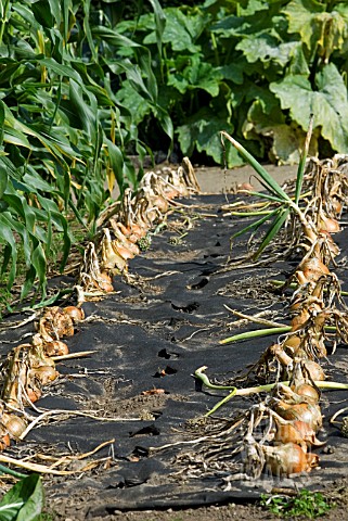 BLACK_POLYTHENE_USED_AS_A_MULCH_FOR_ONIONS