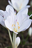 COLCHICUM BYZANTINUM INNOCENCE